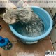 萌宠日常治愈瞬间欢乐养猫截图全记录与温馨画面分享