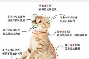 深入剖析抓住神经猫的少步骤技巧，助你轻松获胜