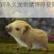 剑网3藏宝洞永久宠物猪呼呼获取攻略与详细步骤解析