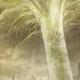 艾尔登法环黄金树立誓效果详解攻击防御提升机制与实战应用解析