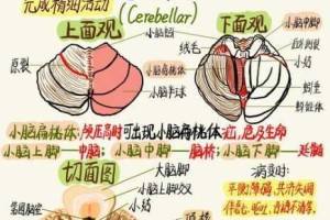 深入剖析活体脑细胞全流程，揭开神秘面纱的解密视频
