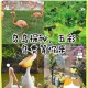 灵历十八年中五彩鸟究竟该如何进行驯服呢？这其中的奥秘与方法大揭秘