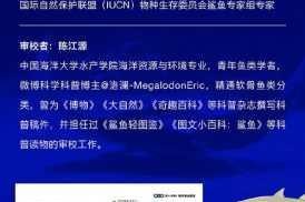 船长漂流记鲨鱼免咬木板秘诀详解 防御技巧与实战方法全分享