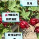 魔法玫瑰茄酱创意手作教程秘制配方与调配技巧全解析