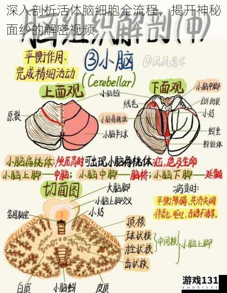深入剖析活体脑细胞全流程,揭开神秘面纱的解密视频