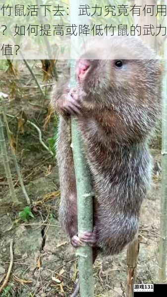竹鼠活下去:武力究竟有何用?如何提高或降低竹鼠的武力值?