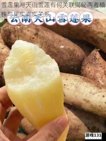 雪莲果与天山雪莲有何关联揭秘两者植株与果实真实关系