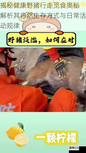 揭秘健康野猪行走觅食奥秘 解析其自然生存方式与日常活动规律