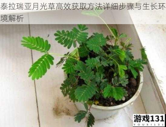 泰拉瑞亚月光草高效获取方法详细步骤与生长环境解析