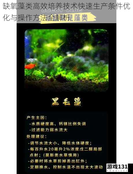 缺氧藻类高效培养技术快速生产条件优化与操作方法全解析
