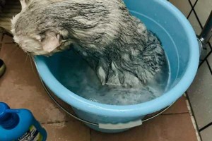 萌宠日常治愈瞬间欢乐养猫截图全记录与温馨画面分享
