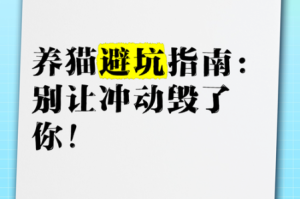 猫咪别追我高效升级秘诀快速冲级技巧与实战指南全解析