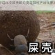 方舟生存进化中屎壳郎究竟是如何产出化肥的详细解析与探讨