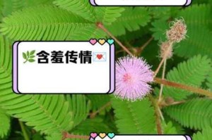 摩尔庄园手游含羞草获取方式与作用价值详细解析