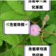 摩尔庄园手游含羞草获取方式与作用价值详细解析