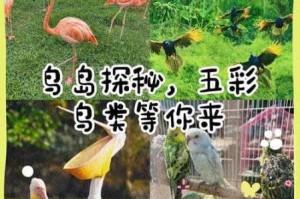 灵历十八年中五彩鸟究竟该如何进行驯服呢？这其中的奥秘与方法大揭秘