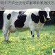 迷你世界奶牛产奶全流程详解喂养繁殖技巧与牛奶高效获取方法
