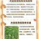 君临天下牧马场适宜植物种类选择与科学栽培技术解析