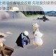 光遇骑士跪动作解锁全攻略 先祖复刻姿势获取途径与兑换步骤详解