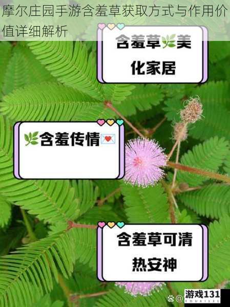 摩尔庄园手游含羞草获取方式与作用价值详细解析