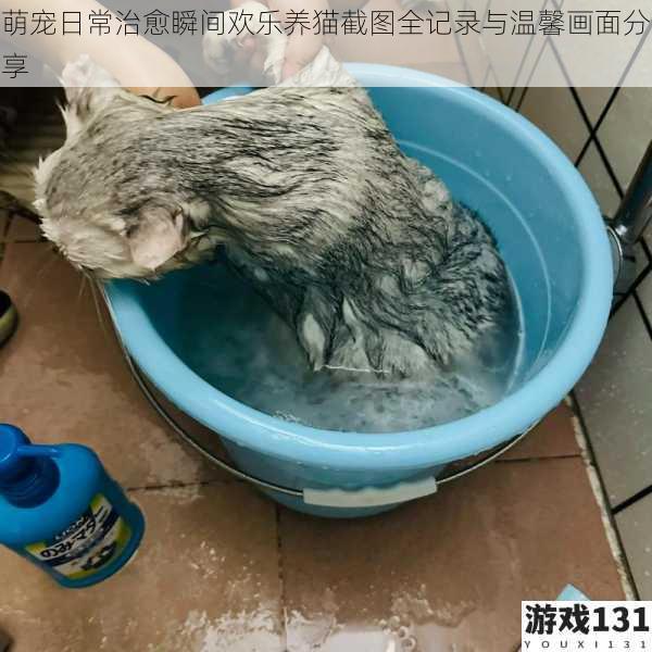 萌宠日常治愈瞬间欢乐养猫截图全记录与温馨画面分享