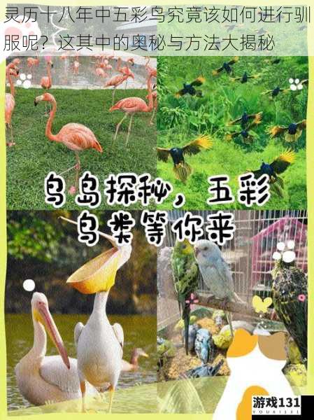 灵历十八年中五彩鸟究竟该如何进行驯服呢?这其中的奥秘与方法大揭秘
